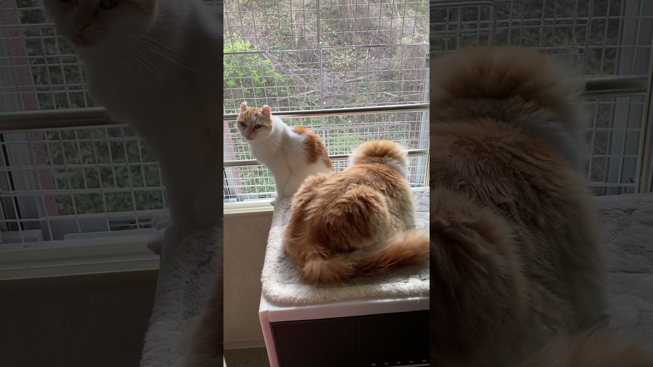 今年初めて窓を全開しました #shorts  #猫 #アメリカンカール #cat