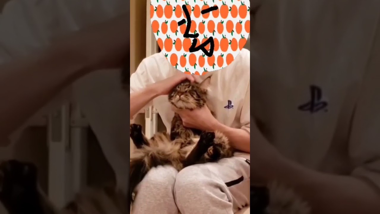 【メインクーン】わしわし動画【シカマル】