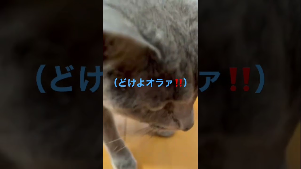 オラつく猫（ロシアンブルー）#shorts
