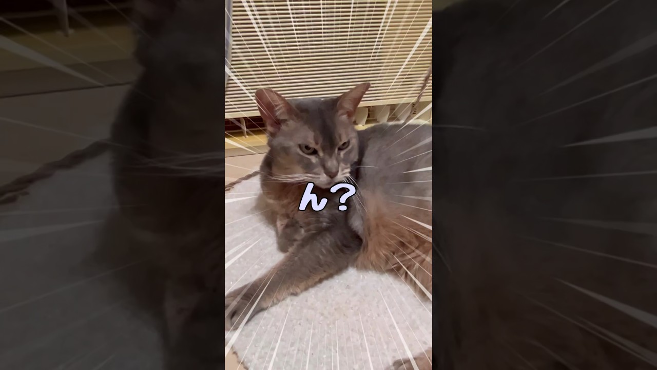 怒ってる？ #shorts #猫動画 #アビシニアン #cat #まな猫