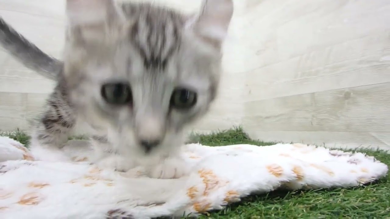 Coo&RIKU　No00632725 アメリカンカール