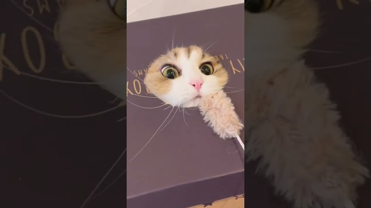猫ちゃんと箱で遊んだら穴にハマりました