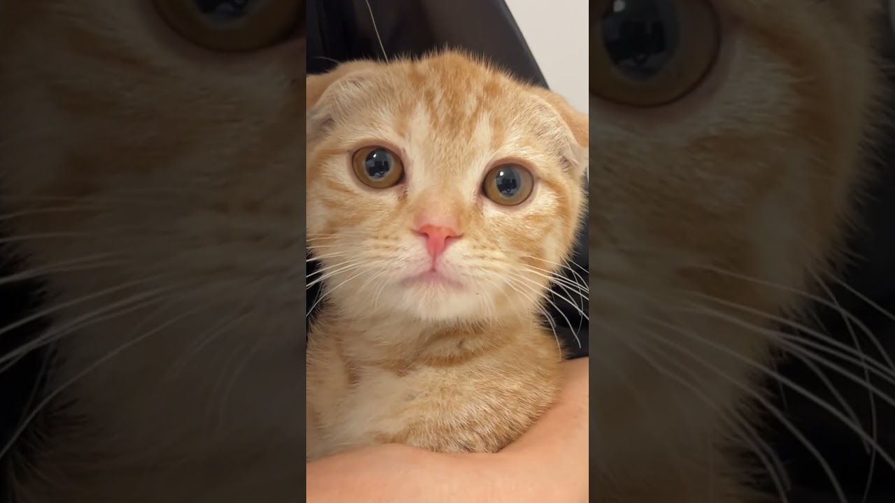 新入り猫小春ちゃん#スコティッシュフォールド折れ耳 #子猫 #かわいい猫