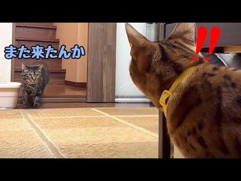 うちのきつね（猫）と実家のたぬき（猫）