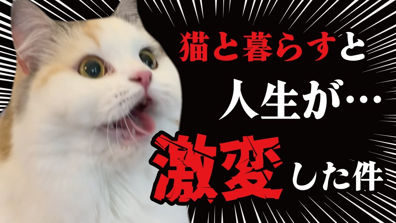 猫と暮らし始めたら人生が180度変わってしまった深い話【関西弁でしゃべる猫】