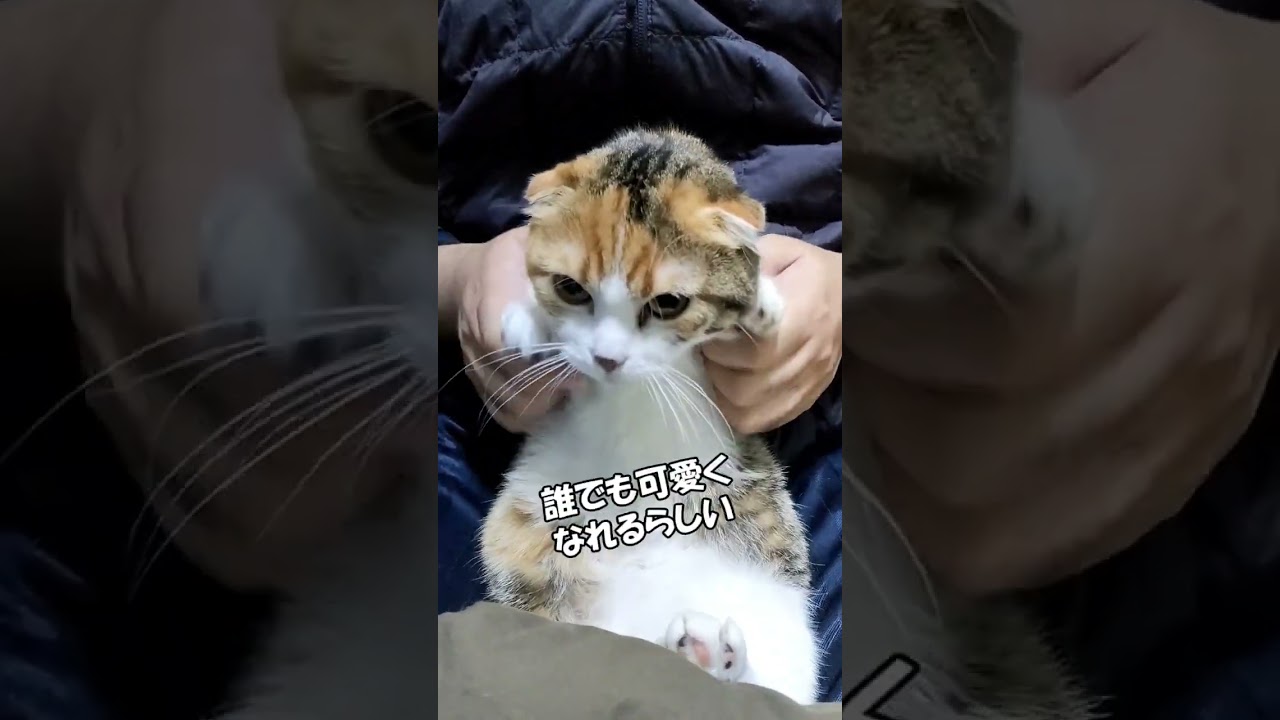 かわぴー　マンチカン「むぎ」　 ねこずちゃんねるshorts163 #ねこ #猫 #cat #仔猫 #短足 #shorts