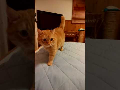 もう寝るよ　マンチカン茶トラ猫ボブの日常