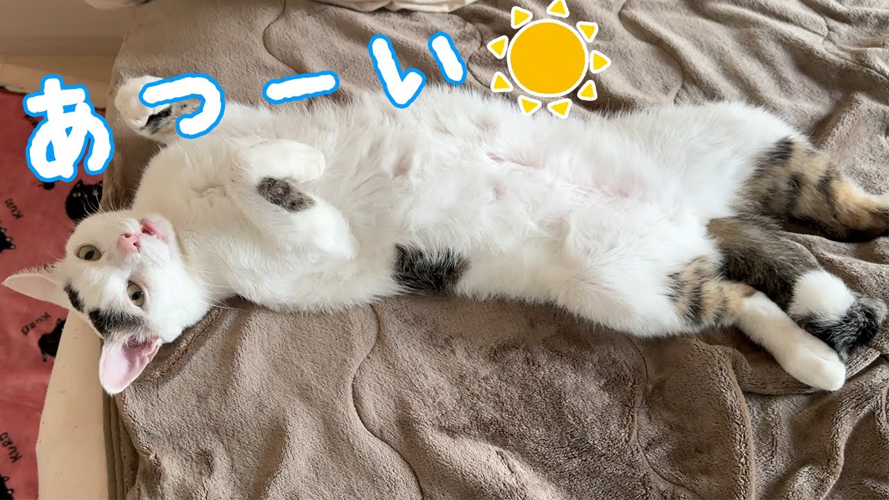 暑くて人間のようにダラける猫チロさん