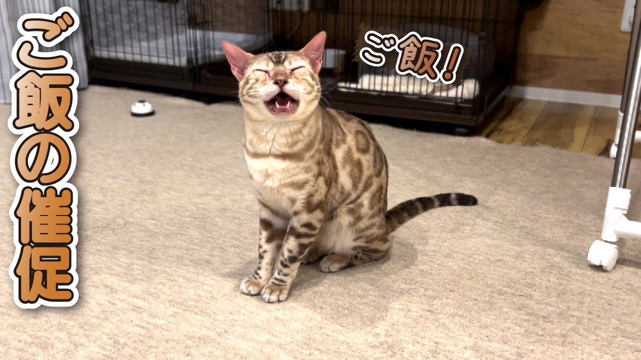 【スノーベンガル猫とトイプードル】ご飯が待ちきれない猫がこちらです