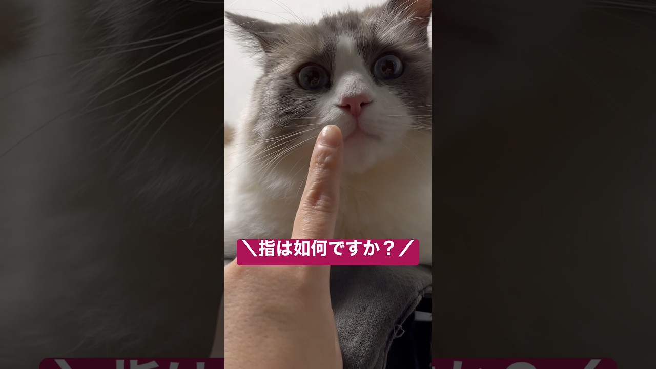 ちょっと味見してみないか？☝️ #cat #ragdoll #ラグドール #猫 #shorts
