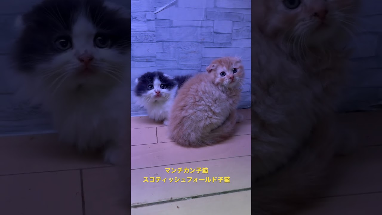 スコティッシュフォールド子猫　マンチカン子猫　可爱的芒奇金小猫Kě'ài de máng qí jīn xiǎo māo