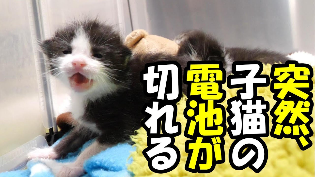 突然、やってくる子猫の電池切れ。あんなに暴れていたのに【赤ちゃん猫　保護猫】