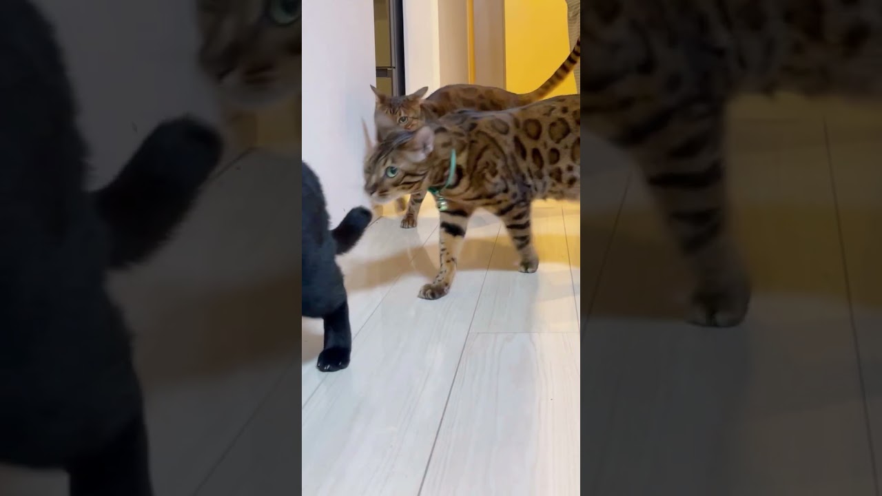 好きぴについて行ったら玄関に閉じ込められた黒猫 #shorts