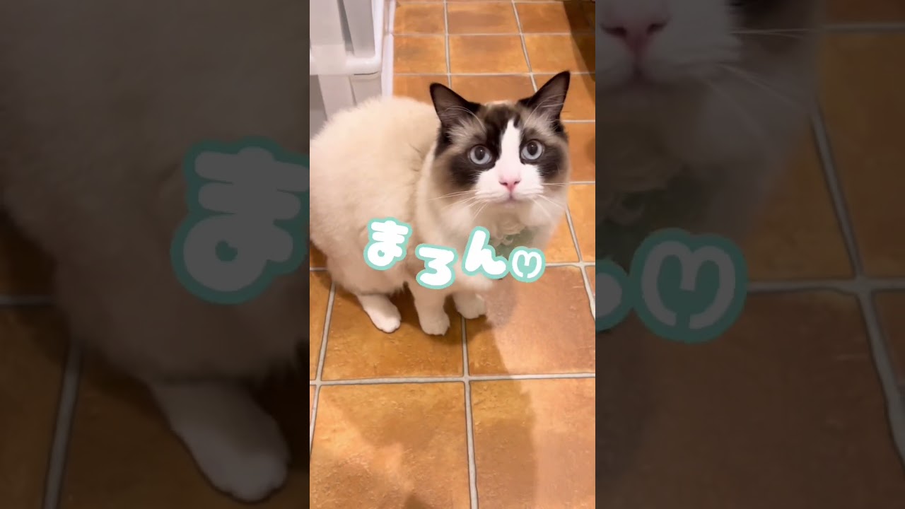 返事をする猫ちゃん【ラグドール】 #cat #ラグドール #shorts