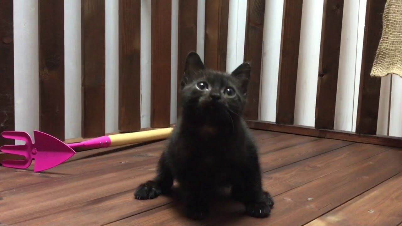 ボンベイの宇宙くん 20180714