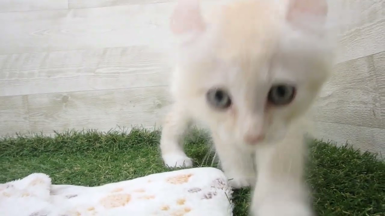 Coo&RIKU　No00632727 アメリカンカール