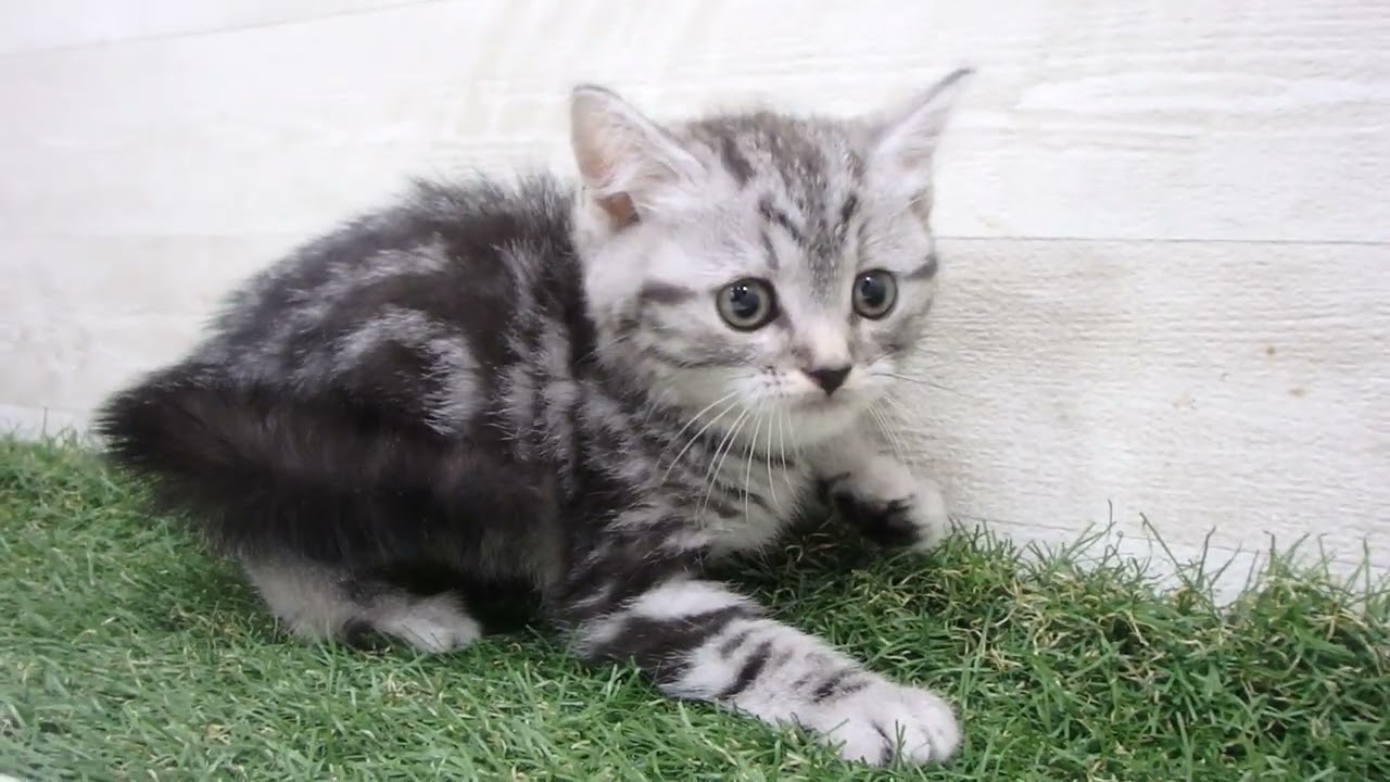 Coo&RIKU　No00632759 アメリカンショートヘアー