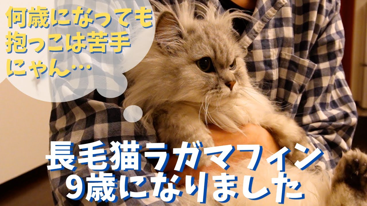 長毛猫のラガマフィン、９歳になりました｜ラガマフィンのラガさん