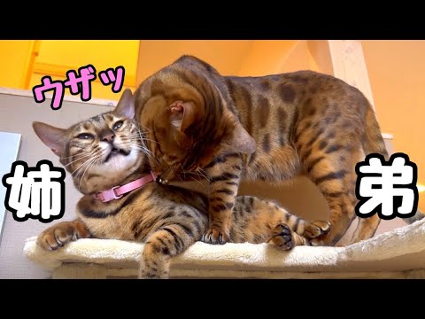 弟に愛されまくってお困りのお姉さん猫
