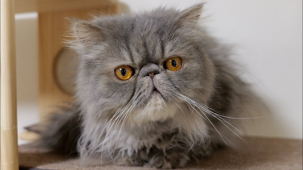 いつも吾猫を見て下さる皆様へご報告があります。