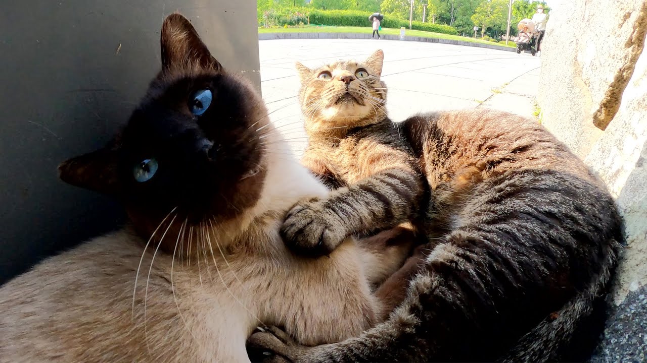 看板の裏に隠れてじゃれ合うシャム猫とキジトラ猫
