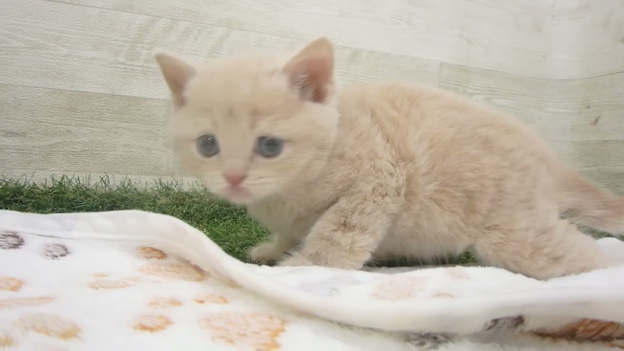 ペットショップcoo&riku No.00628410 スコティッシュフォールド