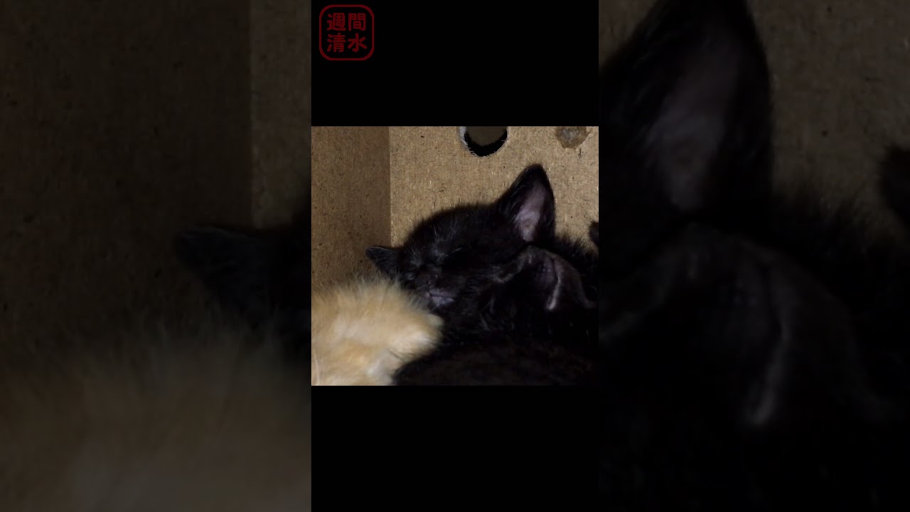 固まって寝る子猫たち #shorts Cute kittens. 茶トラの子猫 黒猫の子猫 兄弟猫 寝相 寝顔 保護猫 可愛い 夜の子猫