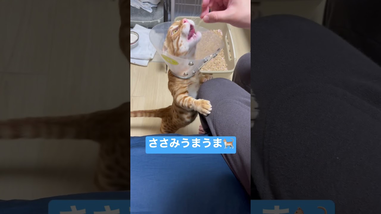 ささみ食べるの上手なコモ #キンカロー #子猫 #cat #猫のいる暮らし #猫 #catlover #고양이 #catvideos #catlovers #catvideo
