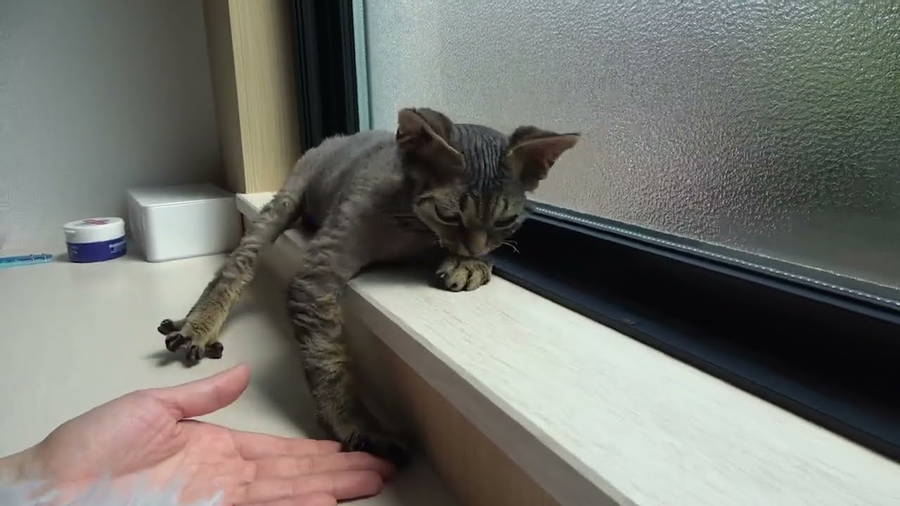デボンレックス子猫がお手をしてくれました(Devon Rex kitten shook my hand)