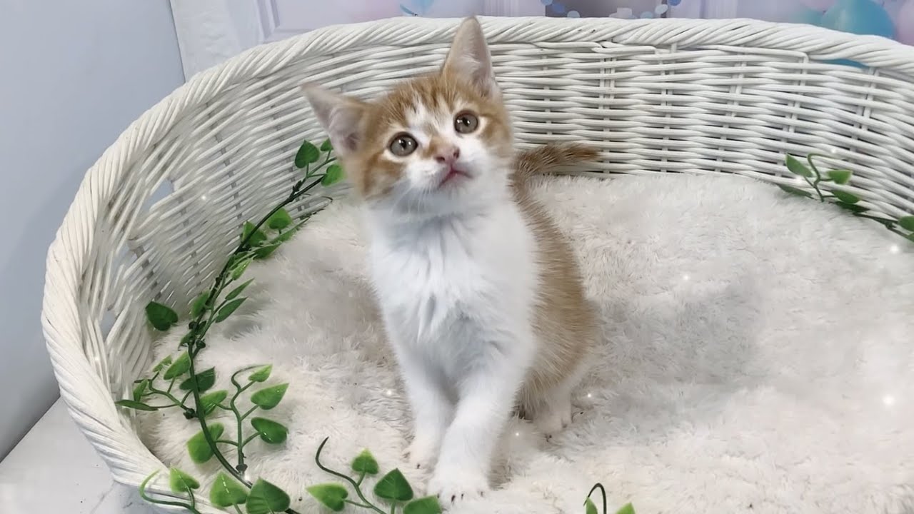 スコティッシュフォールド♂2304D0263