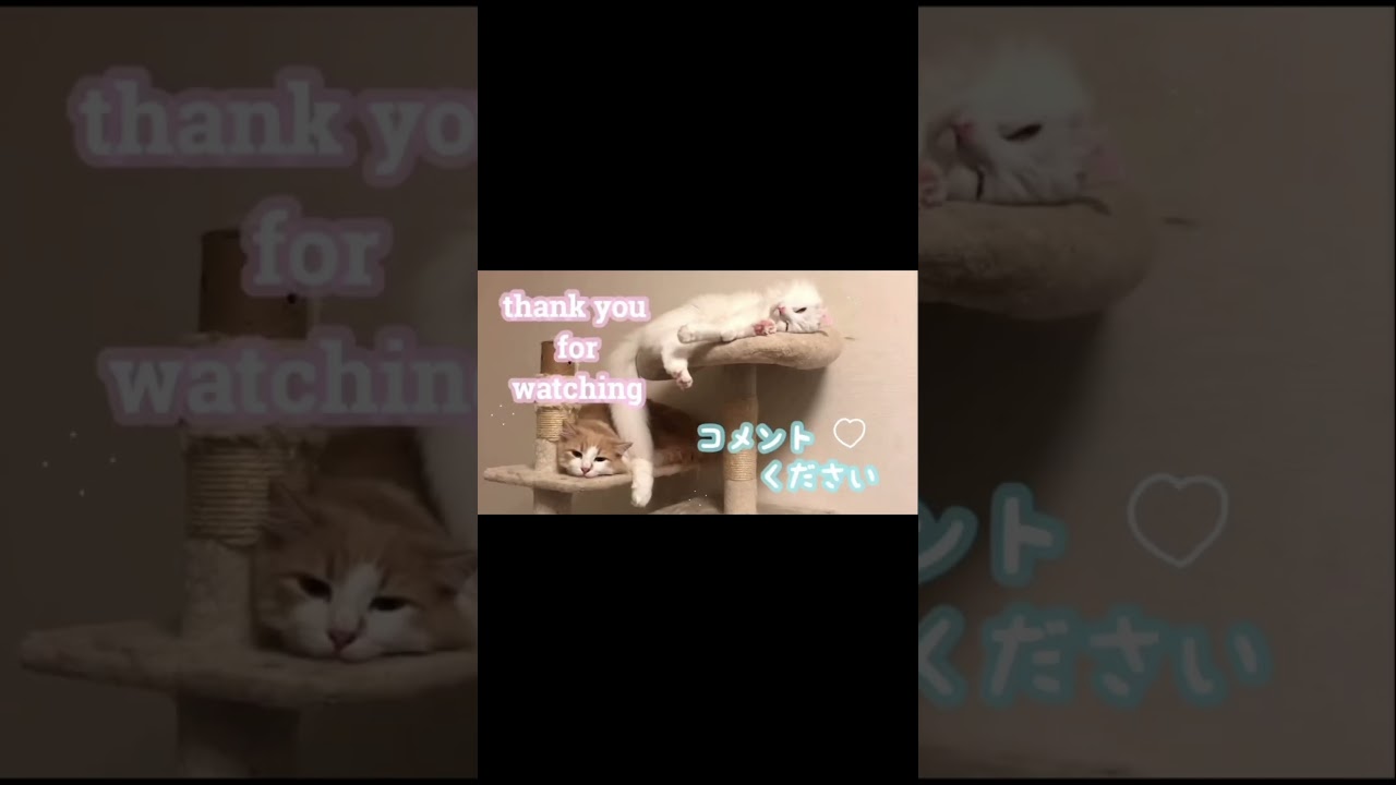仲良く寝るねこたち猫たち#shorts#short#ノルウェージャン #アメリカンカール#猫