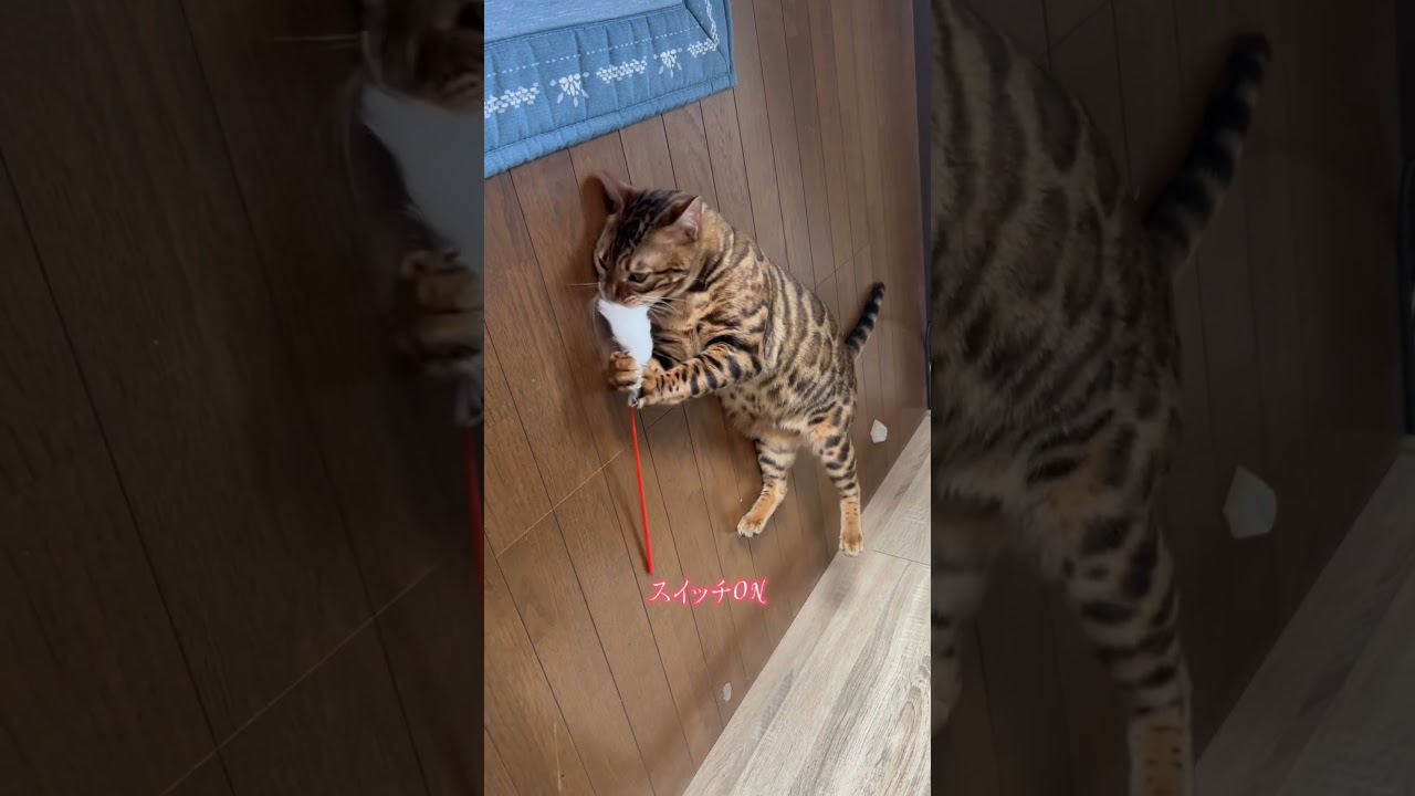 急に野生の血が騒ぐ猫 #猫 #ベンガル #cat #面白い #shorts