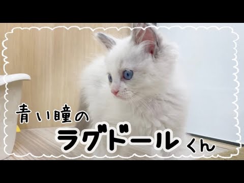 【ＮＥＷ☆ＦＡＣＥ】美しい青い瞳のラグドールくんがやってきました♡