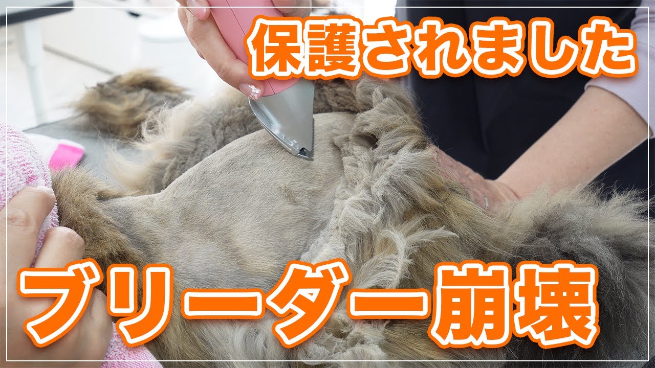 【おふくちゃん】ブリーダー崩壊から保護された猫、毛玉ってこんな事になるの？！【ペルシャ】