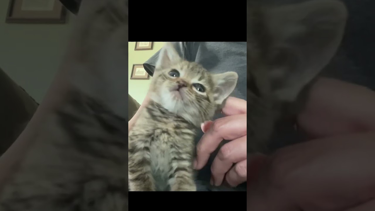 すこーしだけ甘える子猫