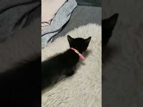 ボンベイ ブラックの男の子♪