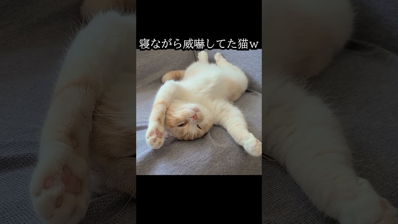 寝ぼけながら威嚇してた猫がかわいい...#猫 #shorts