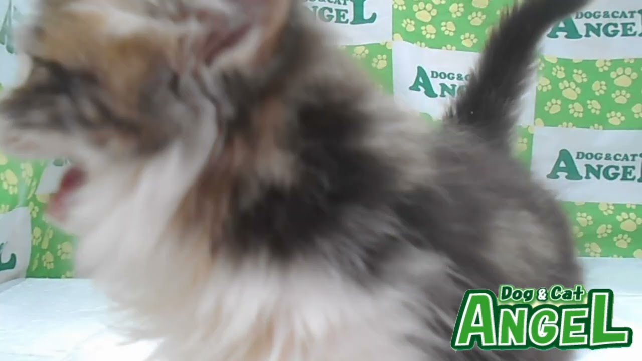 ラガマフィン 2305106 【ペットショップエンゼル　子犬・子猫販売】