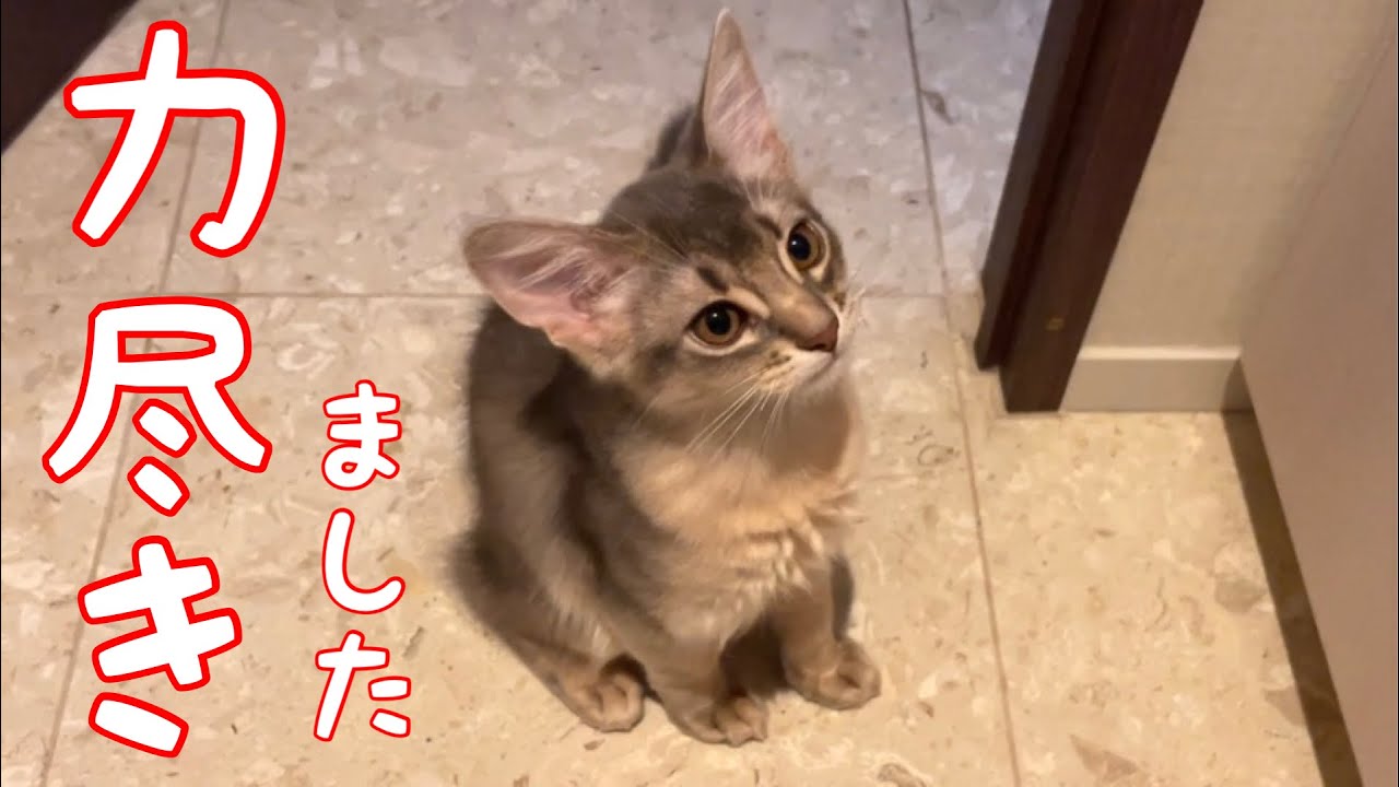 【癒し閲覧注意】何だかもう疲れちゃった❣️【ソマリ】