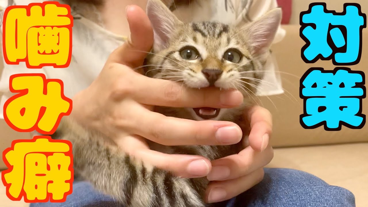 子猫の噛み癖を一瞬で直す方法