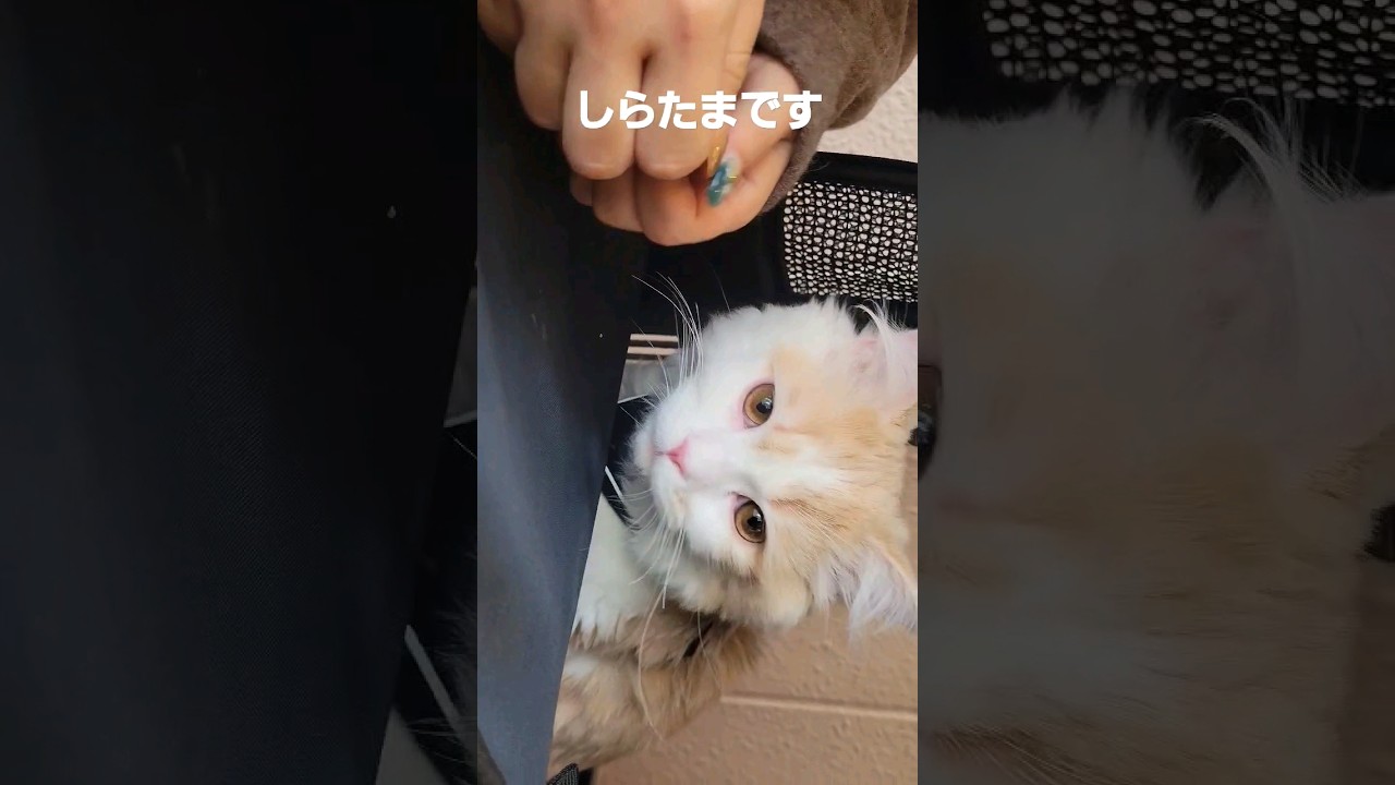 【子猫】終わりは急にやってくる#ラガマフィン #猫動画 #cat #子猫 #shorts
