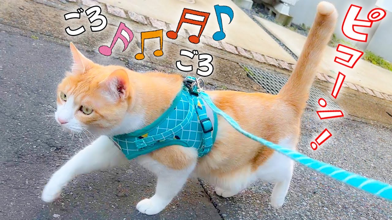 お散歩が大好きすぎて喉を鳴らしながらルンルンで歩く猫が可愛すぎました…！