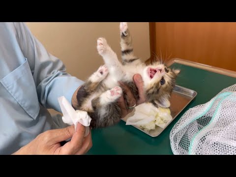 野良猫だった子猫を病院に連れて行き子猫についていろいろ教えていただきました。