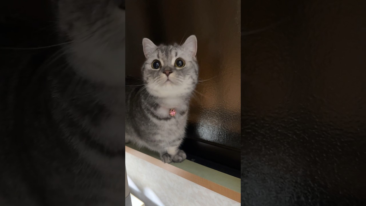 カーテンの後ろに隠れてた猫😸　#猫 #マンチカン #kitty #cat #kittycat #kitten #catlover #munchkincat #cute