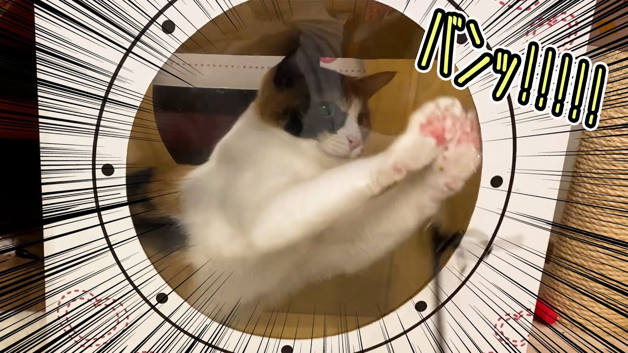窓拭き職人から窓殴り職人に昇格してしまったねこ