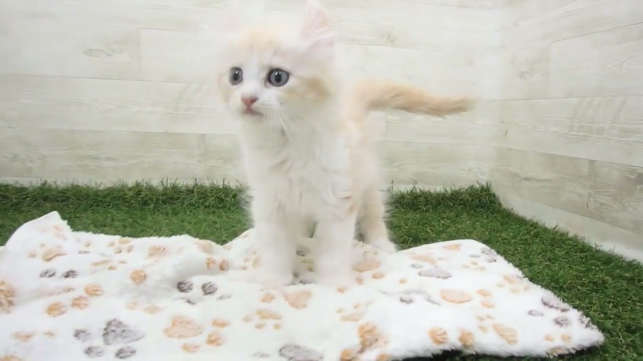 Coo&RIKU　No00632726 アメリカンカール