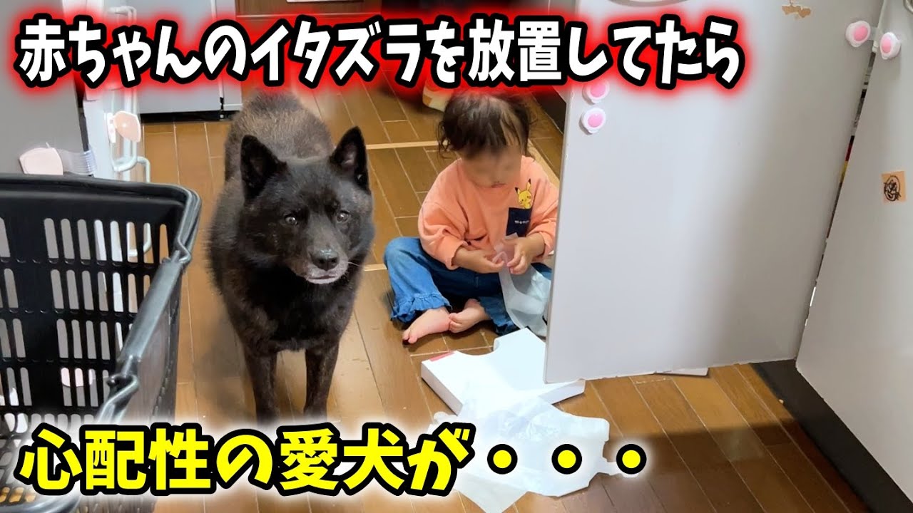 【犬の親心】娘のイタズラを放置してたら愛犬が・・・