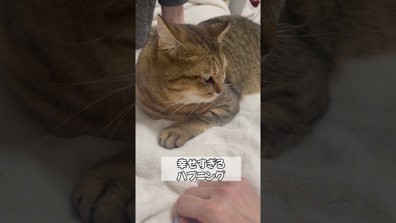 【猫動画】いきなり手を握ってくる猫…　#shorts