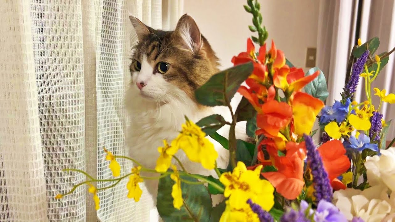 猫が飼い主を察知する不思議な能力。飼い主の帰りをのんびり待っていた猫がとった驚きの行動とは?
