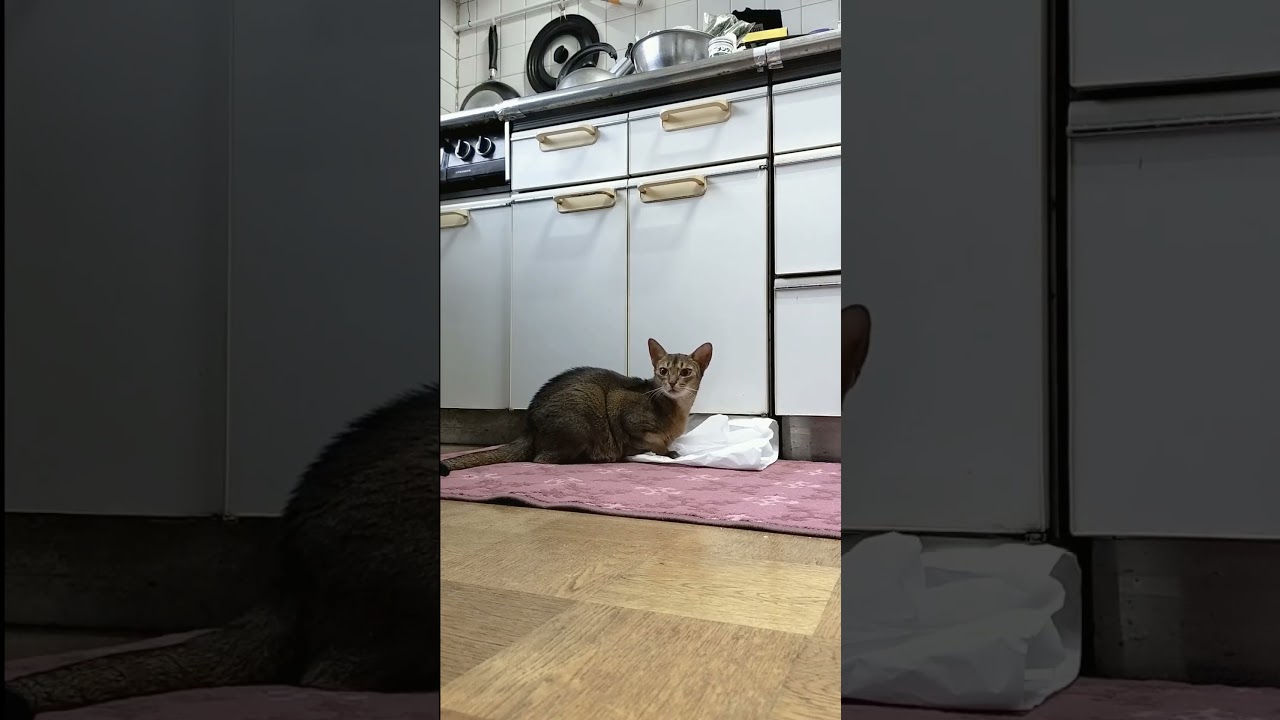 ネコ動画あび＃1337　#shorts　あびの毎日　アビシニアン　あび